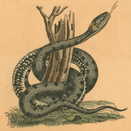 Snakes
